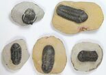 Lot: Assorted Devonian Trilobites - Pieces #119718-1
